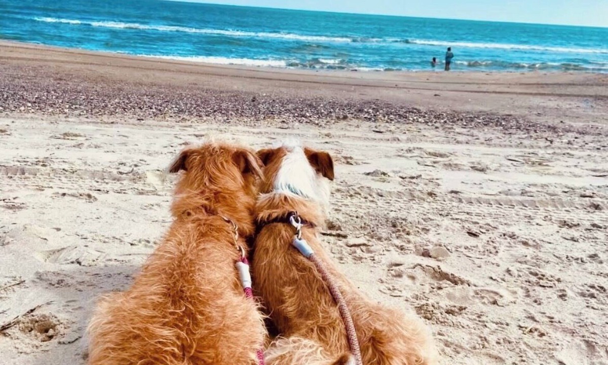 Long Beach Cottage | Sea View! Pup Lovin! 2 Min Walk 2 Beach! Linens included!