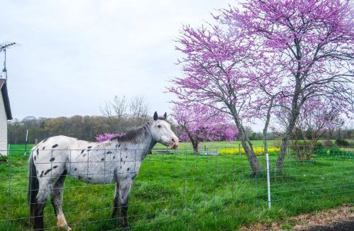 Bealeton House | Deck & Pasture Views! Bealeton Farmhouse Escape