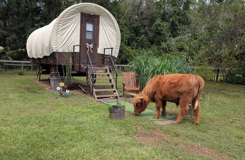 Putnam Hall Cabin | Highland Cow Glamping in a Cozy King Bed Wagon