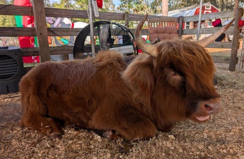 Putnam Hall House | Highland Cow Sanctuary Farmhouse Stay