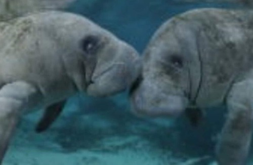 Hernando House | Lakeshore lodge slp12 golf, major springs, ocean, manatees nearby