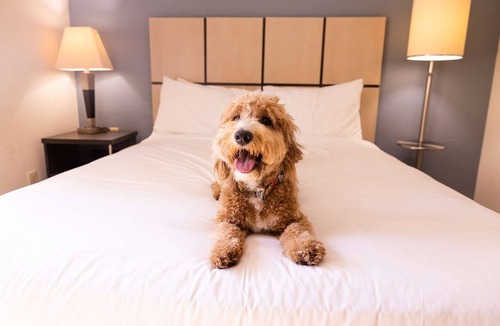 Morris Plains Hotel | Spacious Suite w/Kitchenette and Working Desk - Budget Friendly stay