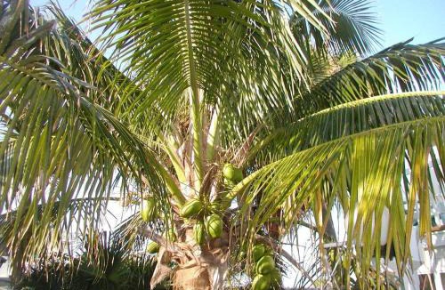Cocoa Beach Hotel | Tropical 2 Bedroom Villa Across Cocoa Beach 3