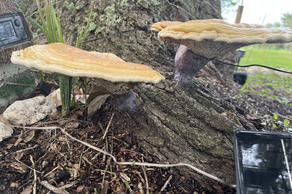 Photo of Outdoor in Dunnellon