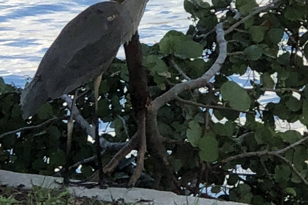Photo of Outdoor in Capri Isle