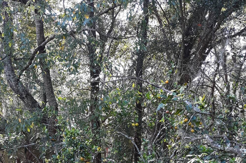 Photo of Outdoor in Silver Springs Shores
