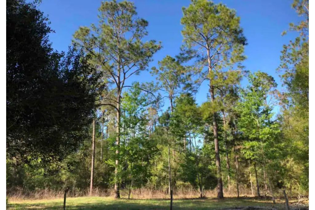 Photo of Outdoor in Dade City