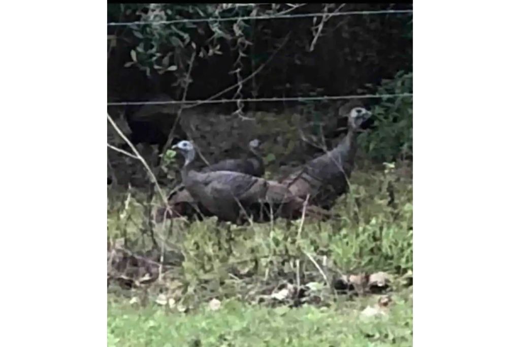 Photo of Outdoor in Dade City