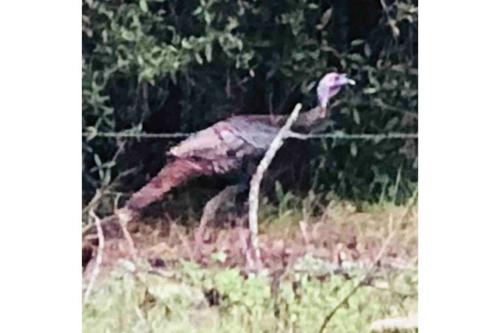 Photo of Outdoor in Dade City