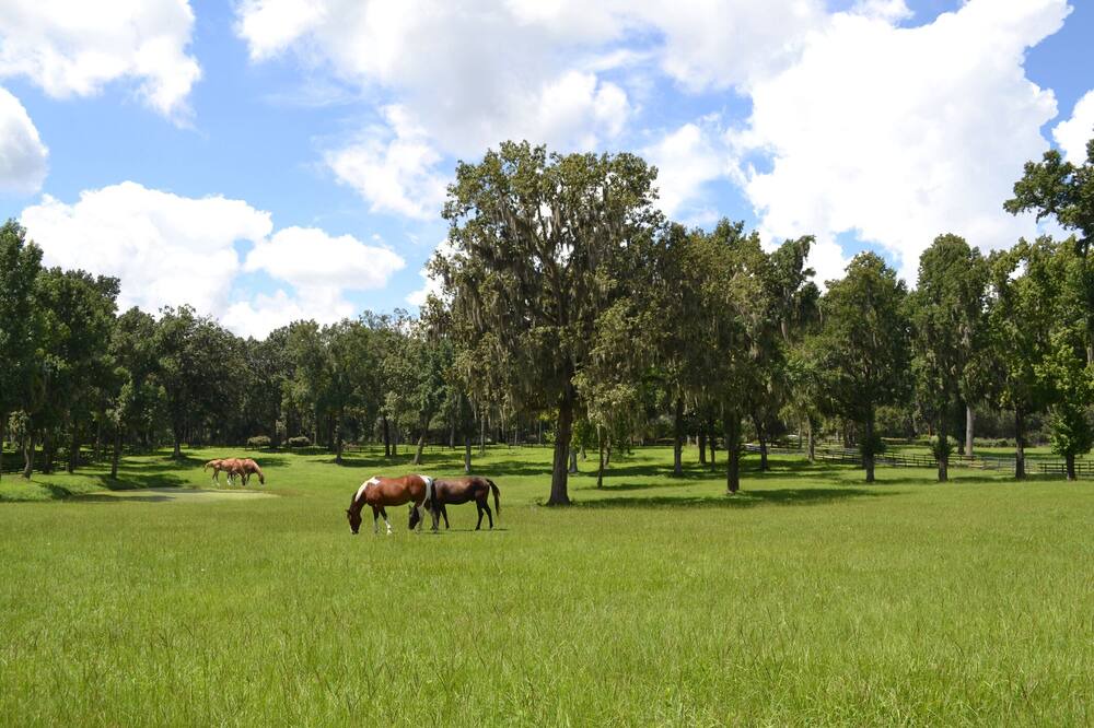 Photo of Others in Silver Springs