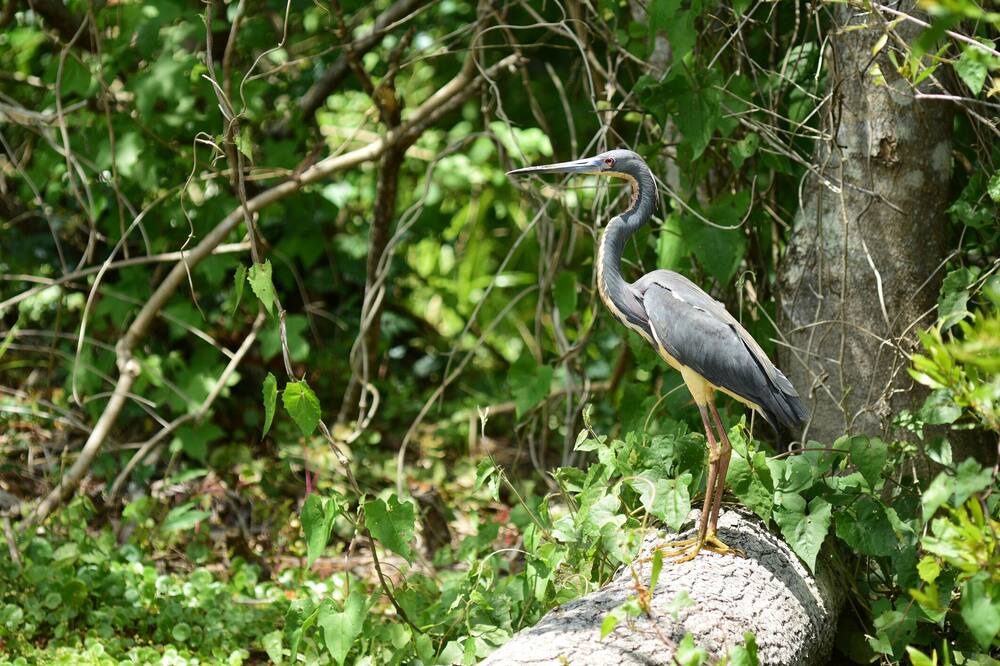 Photo of Others in Silver Springs