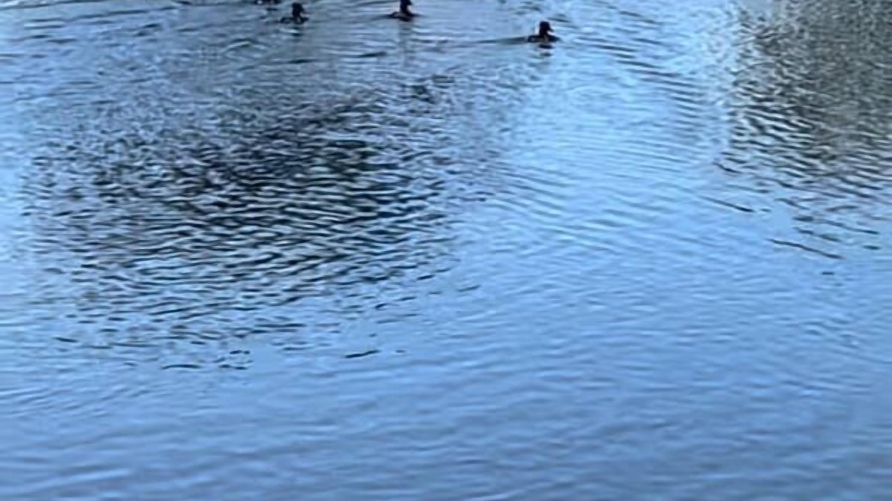 Photo of Others in Sabal Harbour
