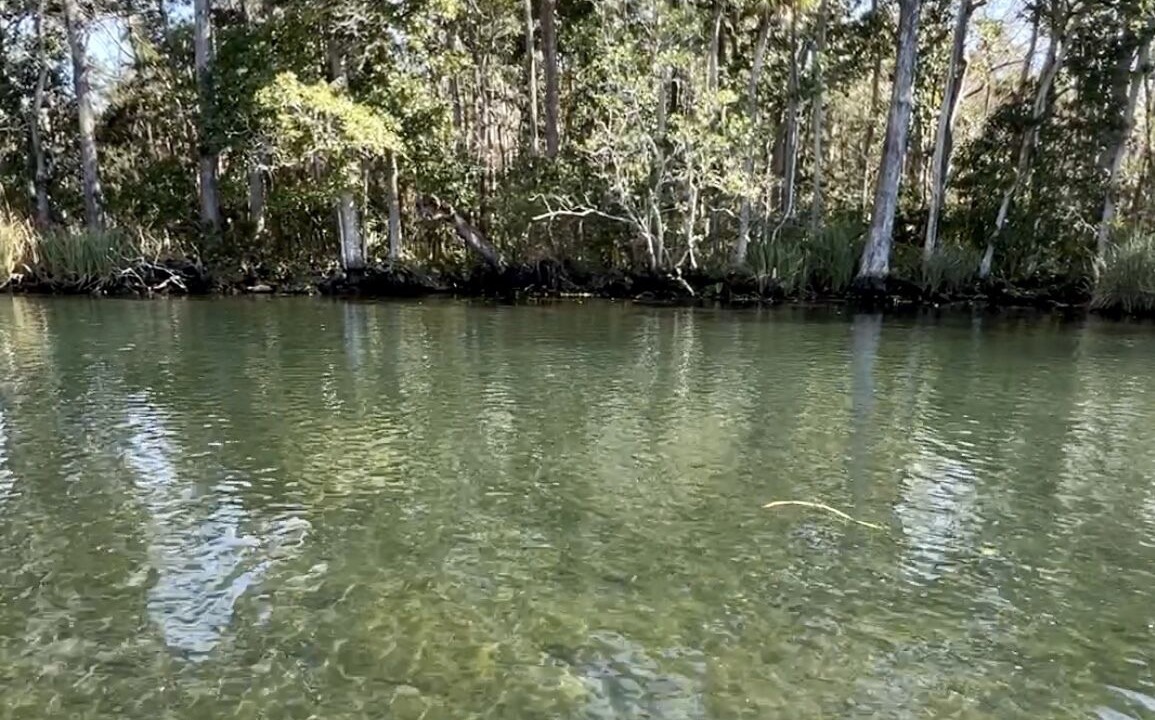 Photo of Others in Weeki Wachee Gardens
