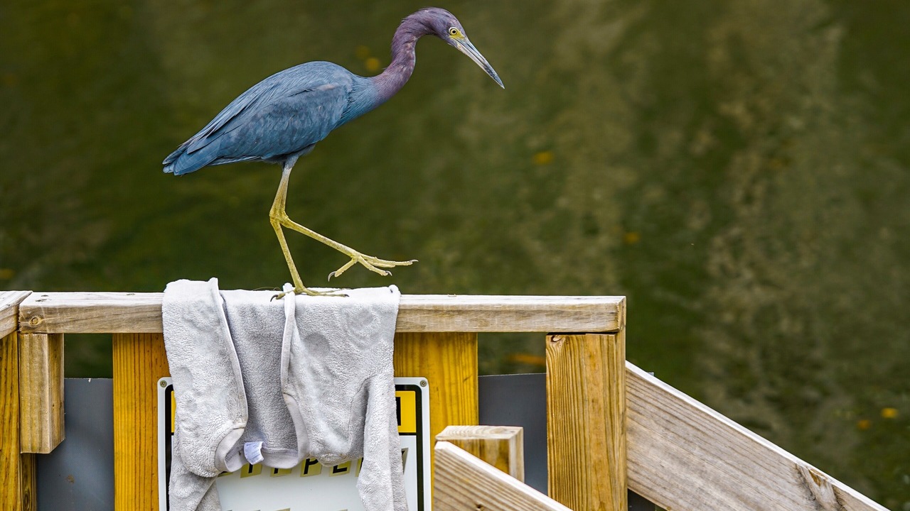 Photo of Others in Weeki Wachee Gardens
