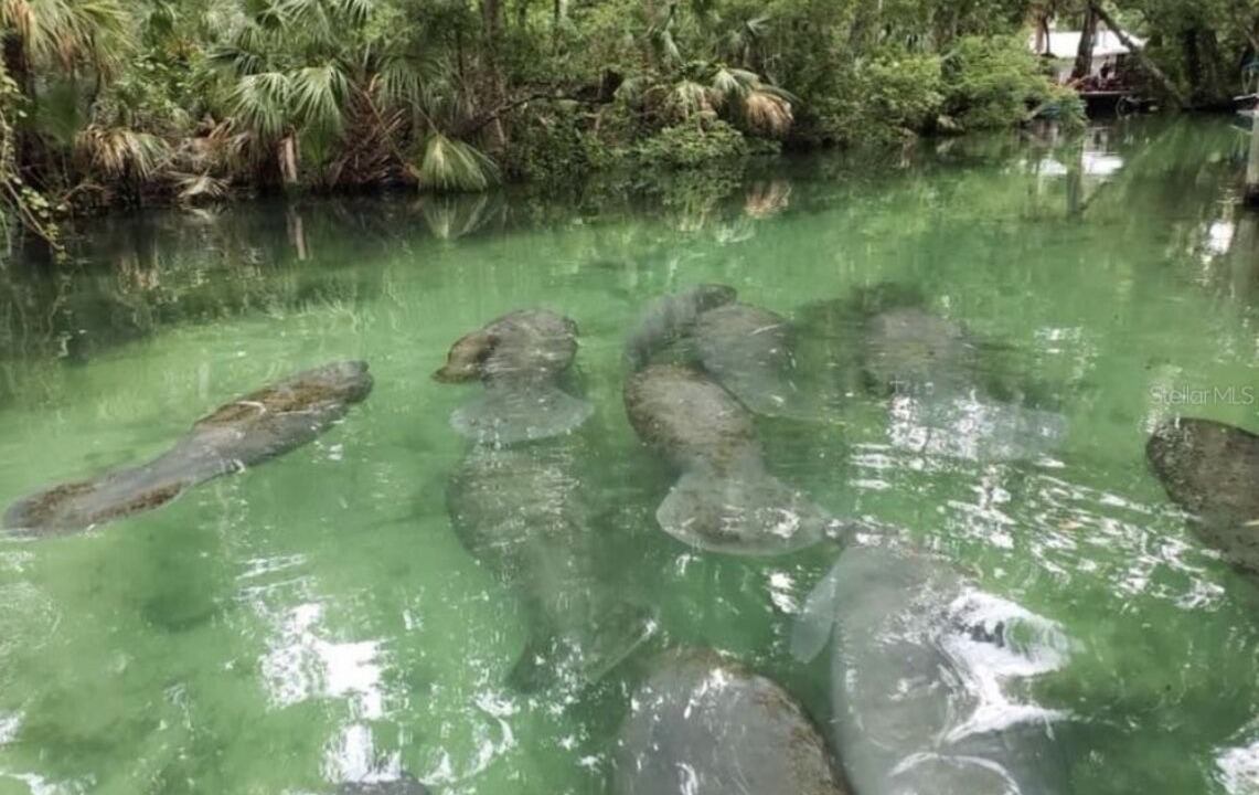 Photo of Others in Weeki Wachee Gardens