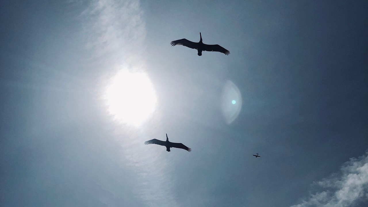Photo of Others in New Smyrna Beach