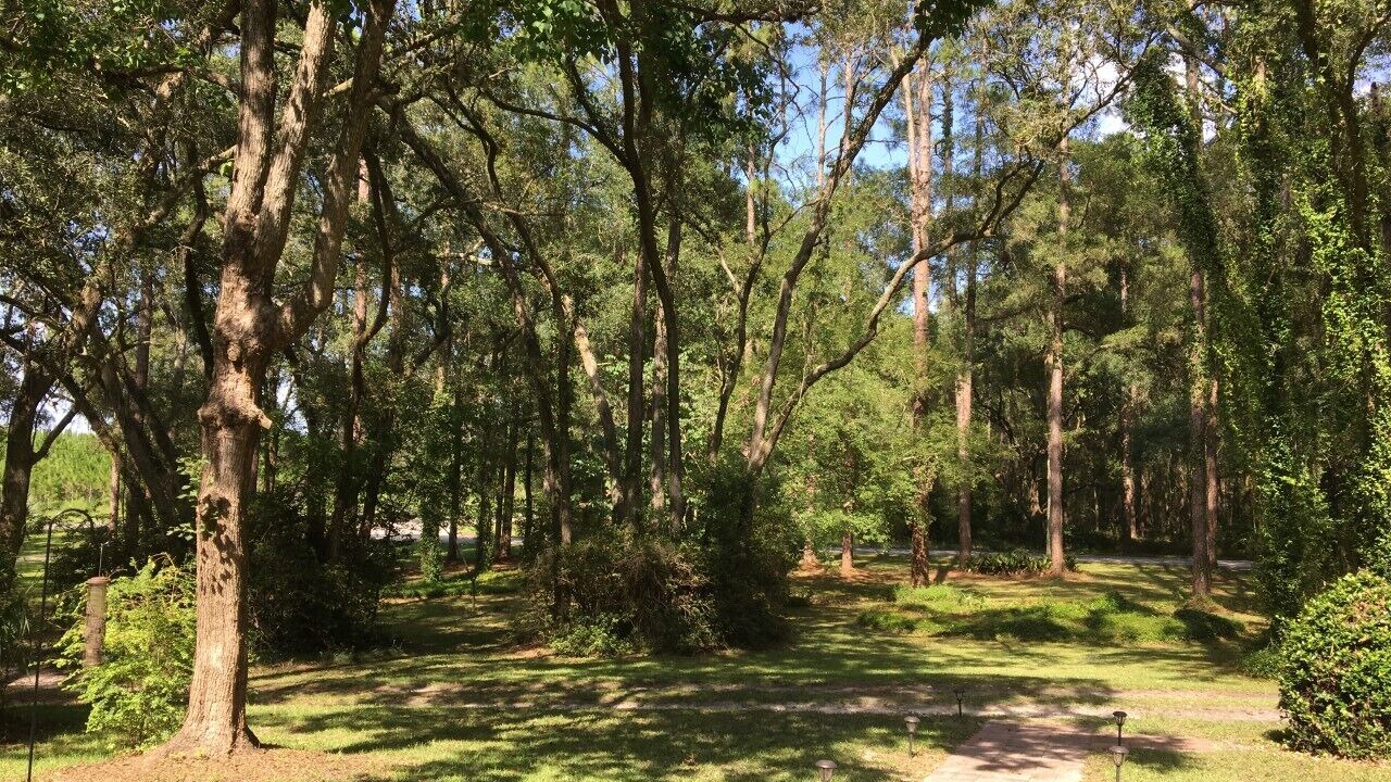 Photo of Outdoor in Live Oak