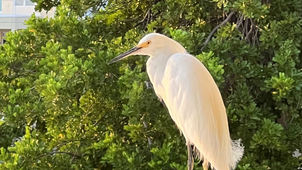 Photo of Outdoor in Coquina Key