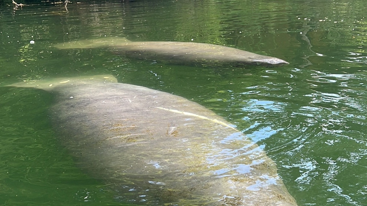 Photo of Others in Weeki Wachee Gardens