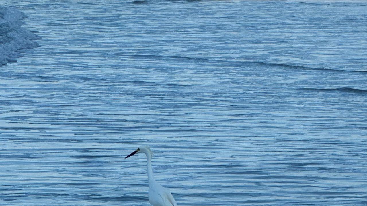 Photo of Others in Brush - Stewarts