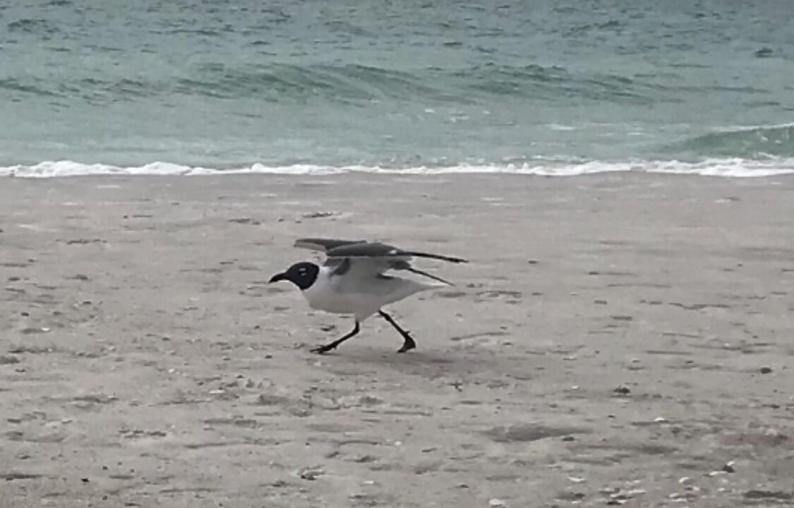 Photo of Others in Braden River