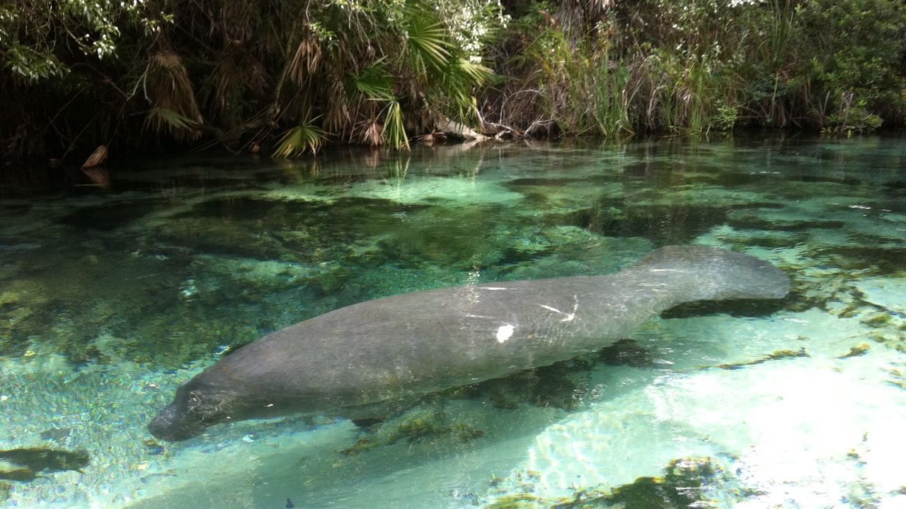 Photo of Outdoor in Weeki Wachee Gardens