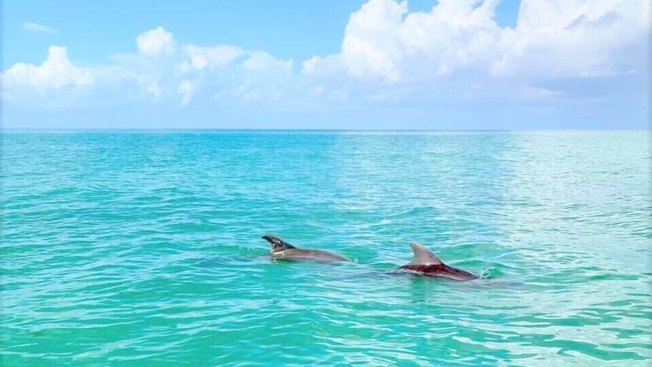 Photo of Others in Bradenton Beach