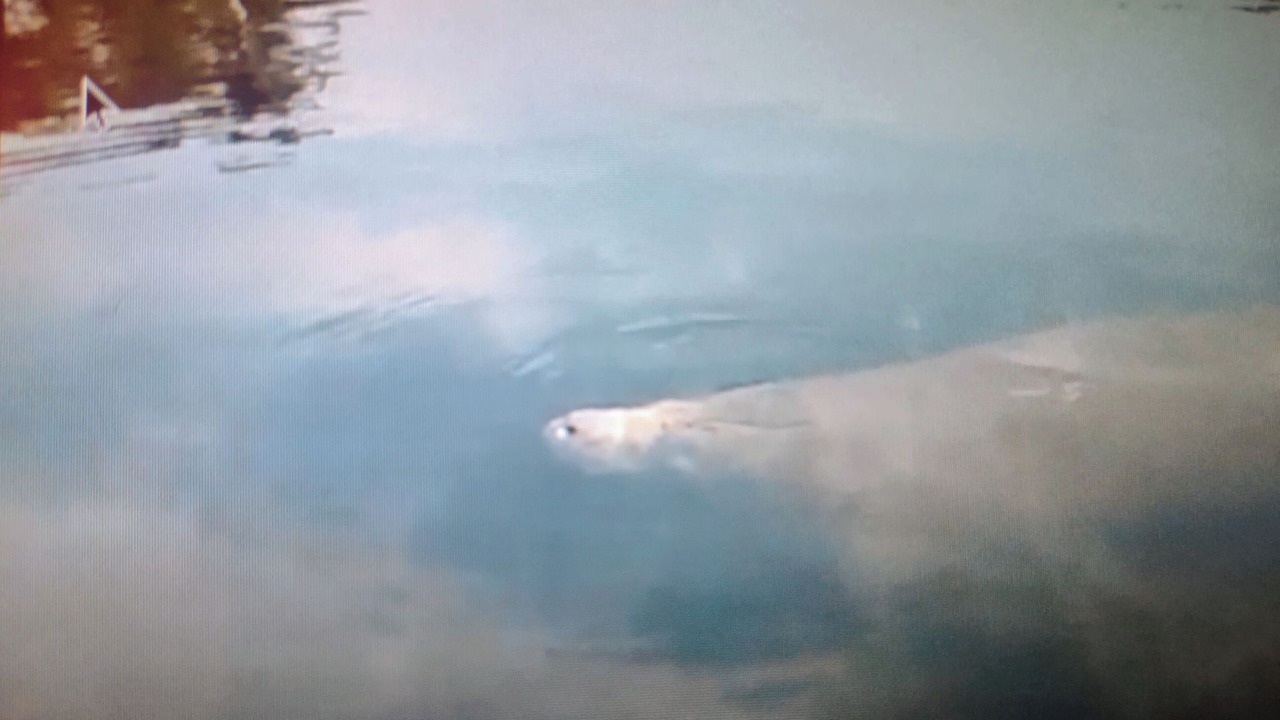 Photo of Others in New Port Richey Estates