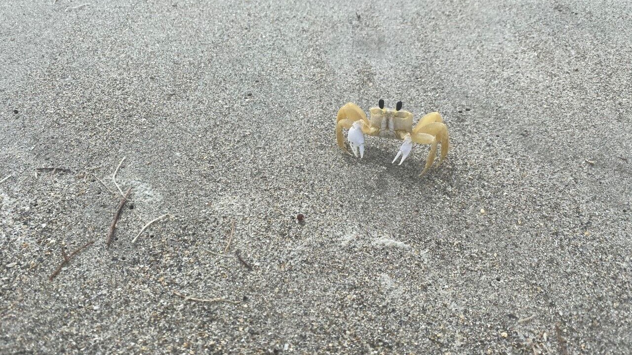 Photo of Others in Cocoa Isles