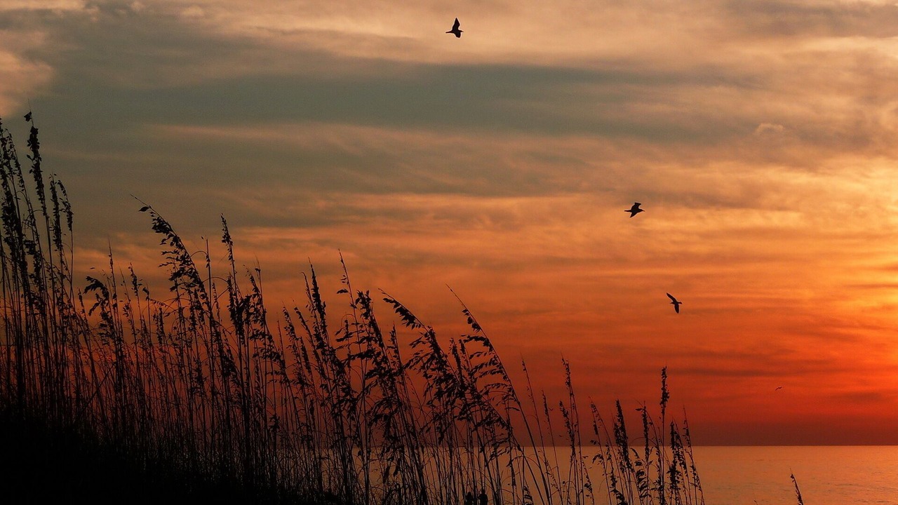 Photo of Others in Indian Shores