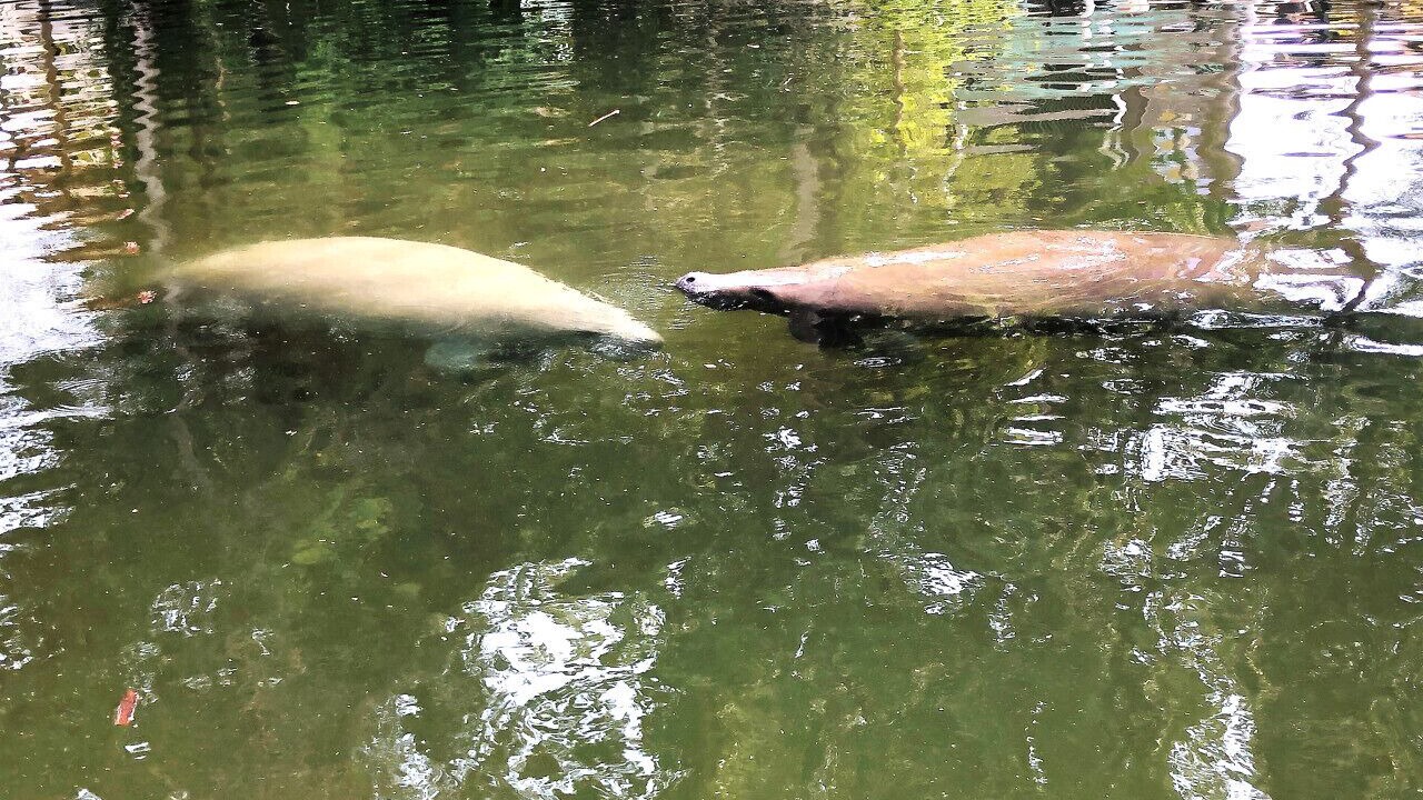 Photo of Outdoor in Weeki Wachee Gardens