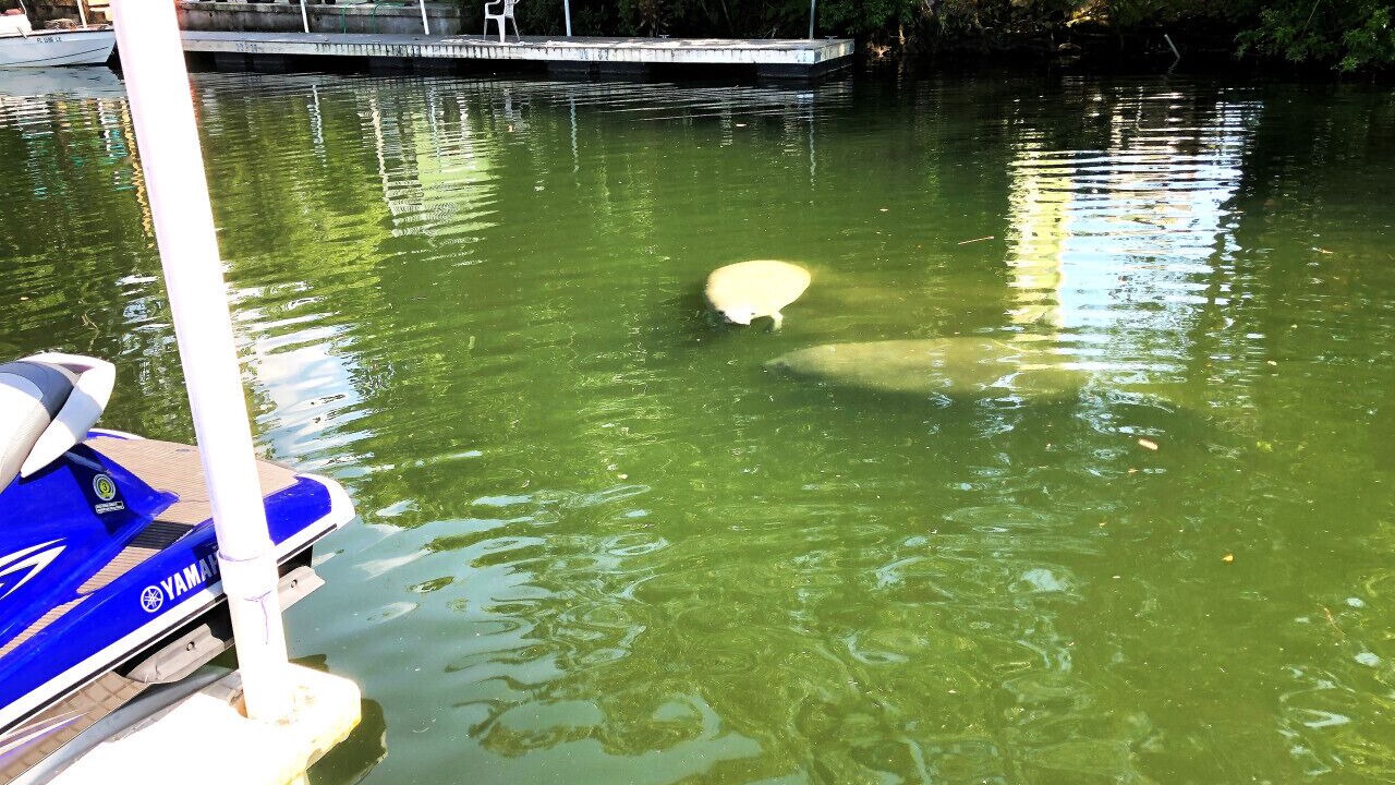 Photo of Others in Weeki Wachee Gardens