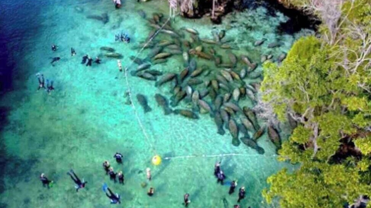 Photo of Outdoor in Crystal River