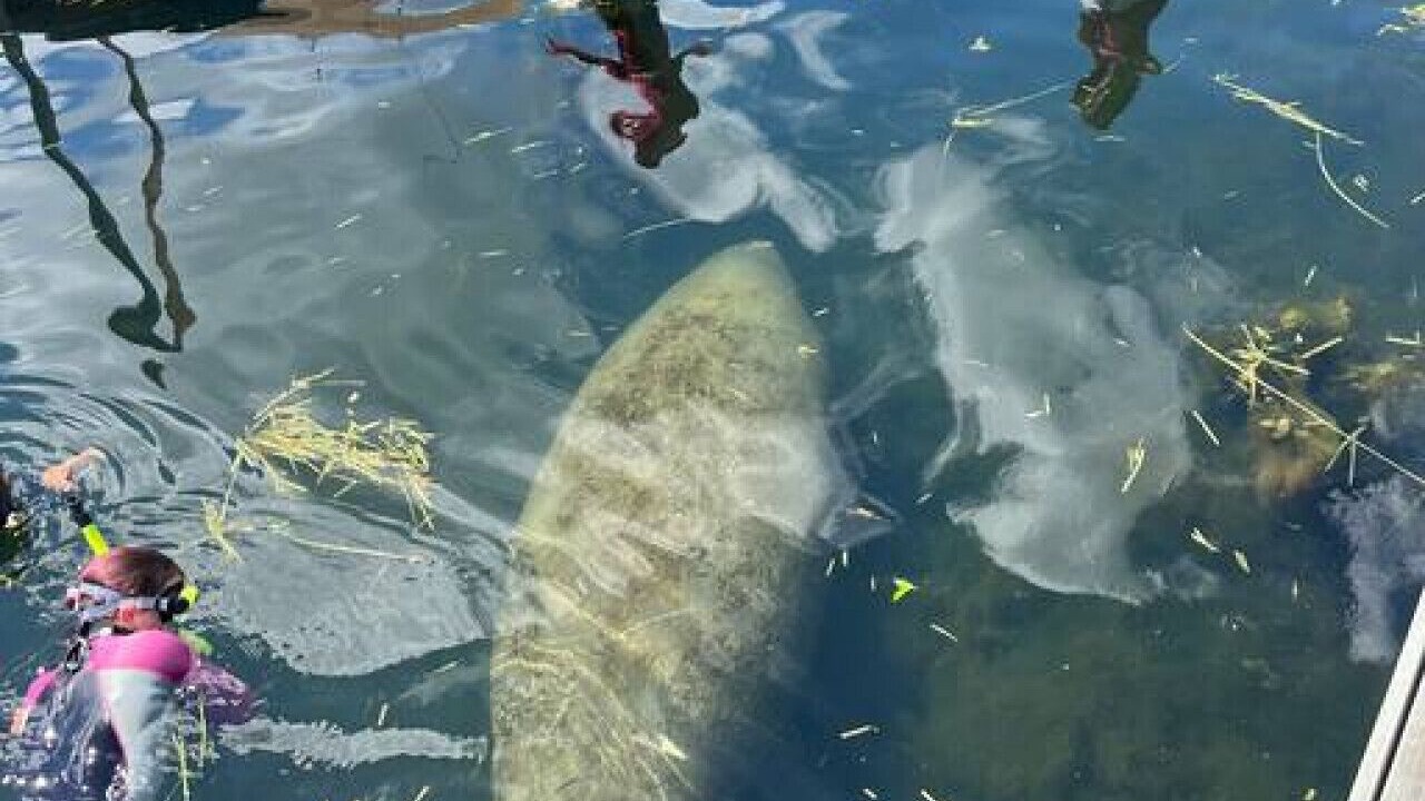 Photo of Others in Crystal River