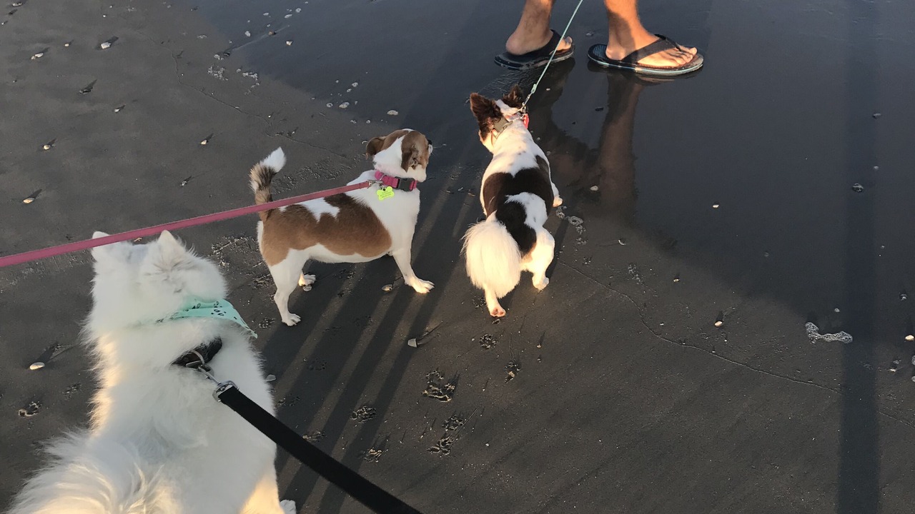 Photo of Others in Brigantine