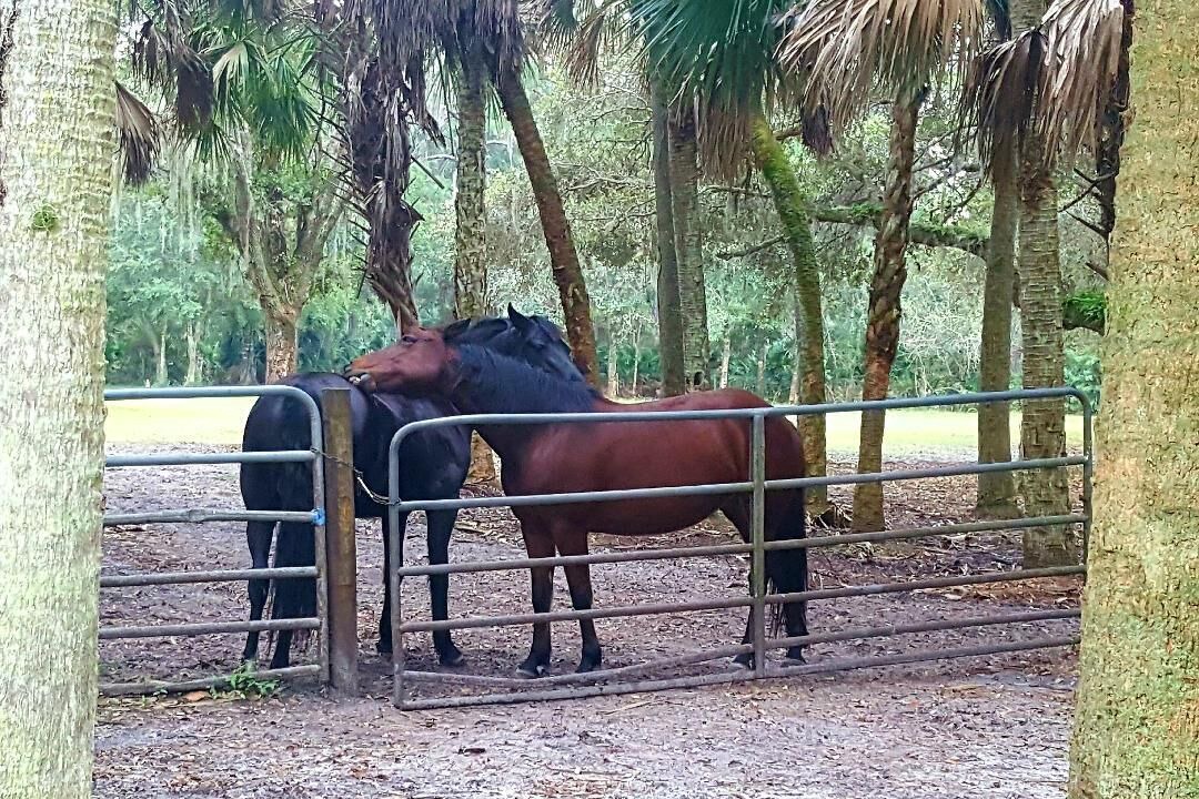Photo of Outdoor in Sarasota