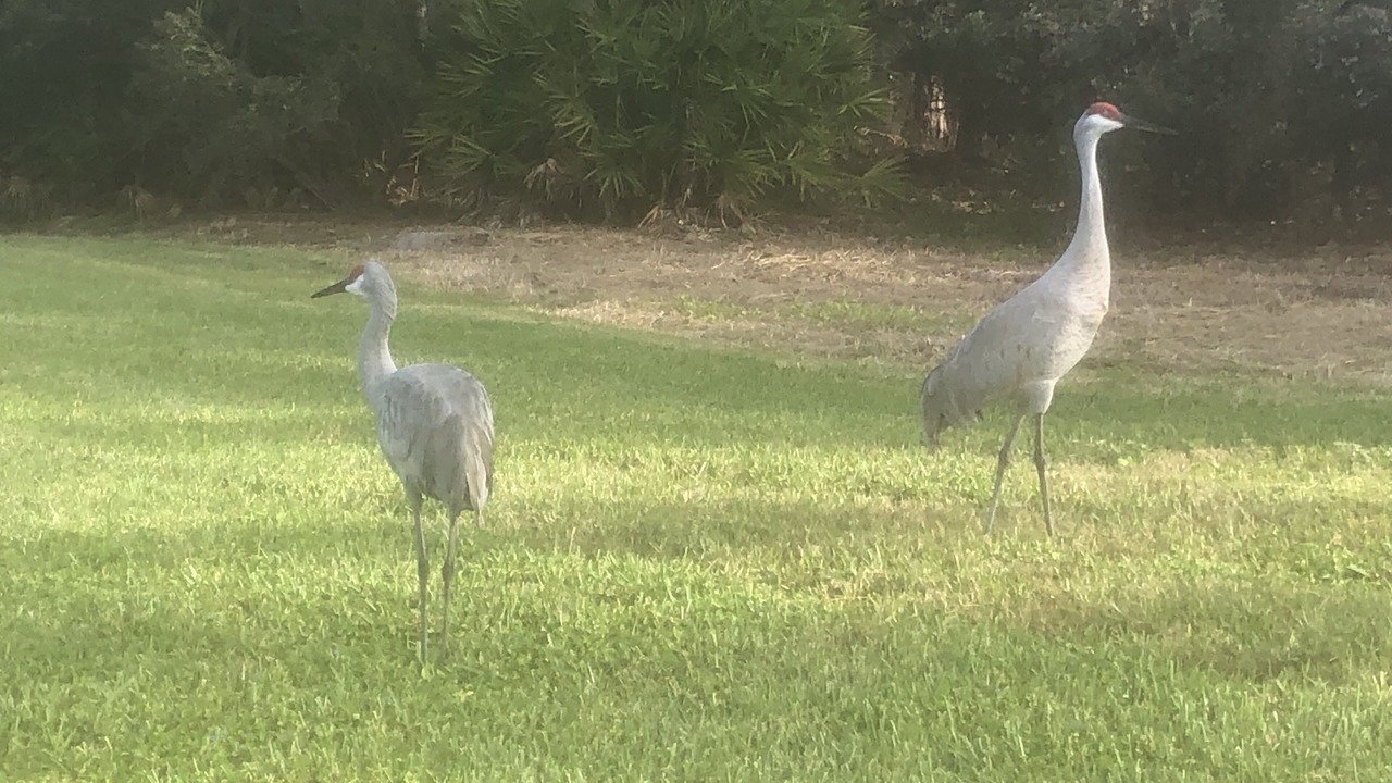 Photo of Others in Palmer Ranch