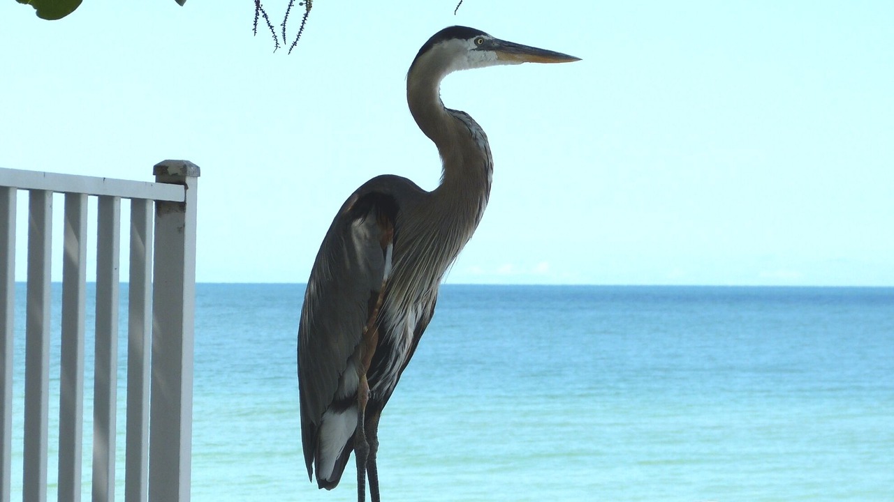 Photo of Others in Redington Beach