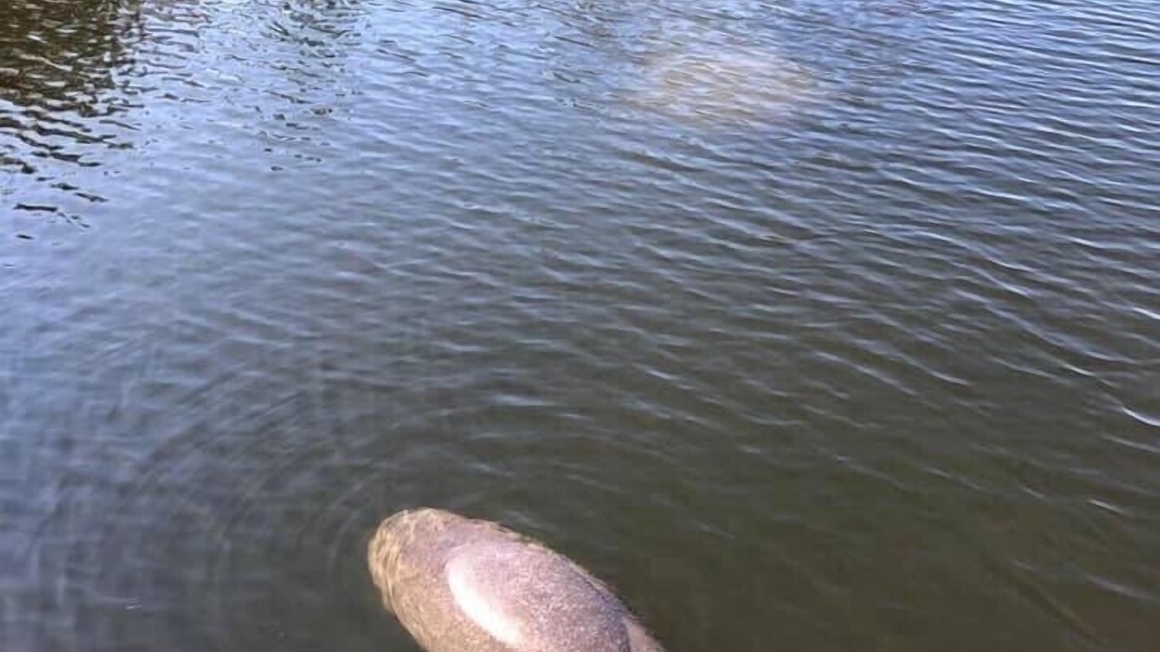 Photo of Others in Apollo Beach