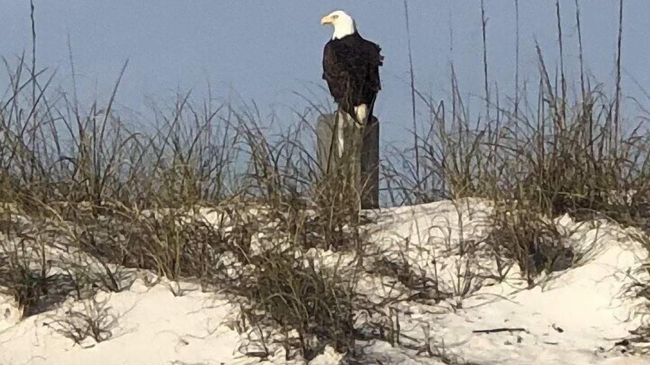 Photo of Others in St. Augustine