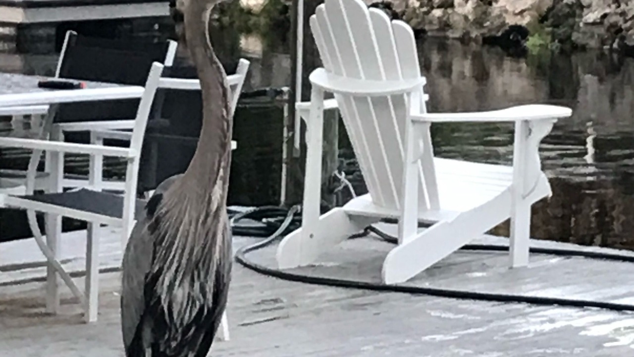 Photo of Others in Homosassa