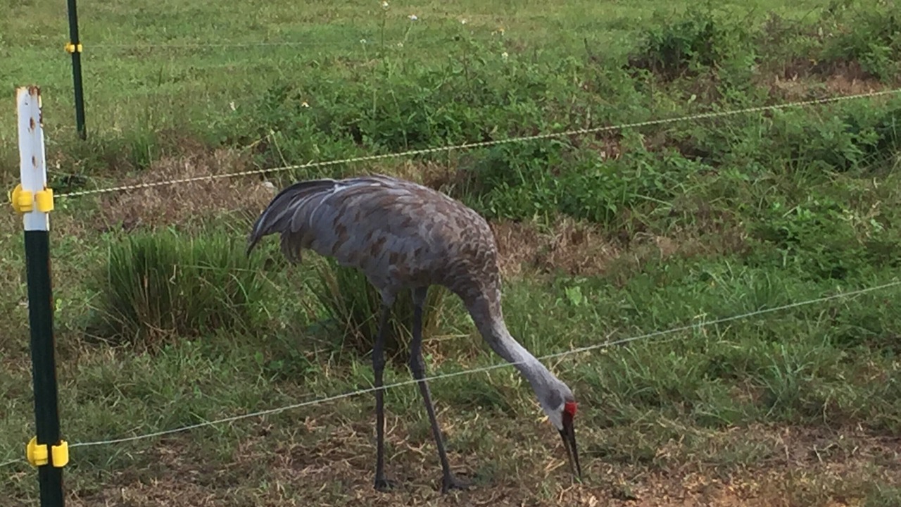 Photo of Outdoor in Brooksville