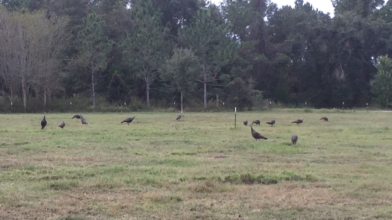 Photo of Outdoor in Brooksville