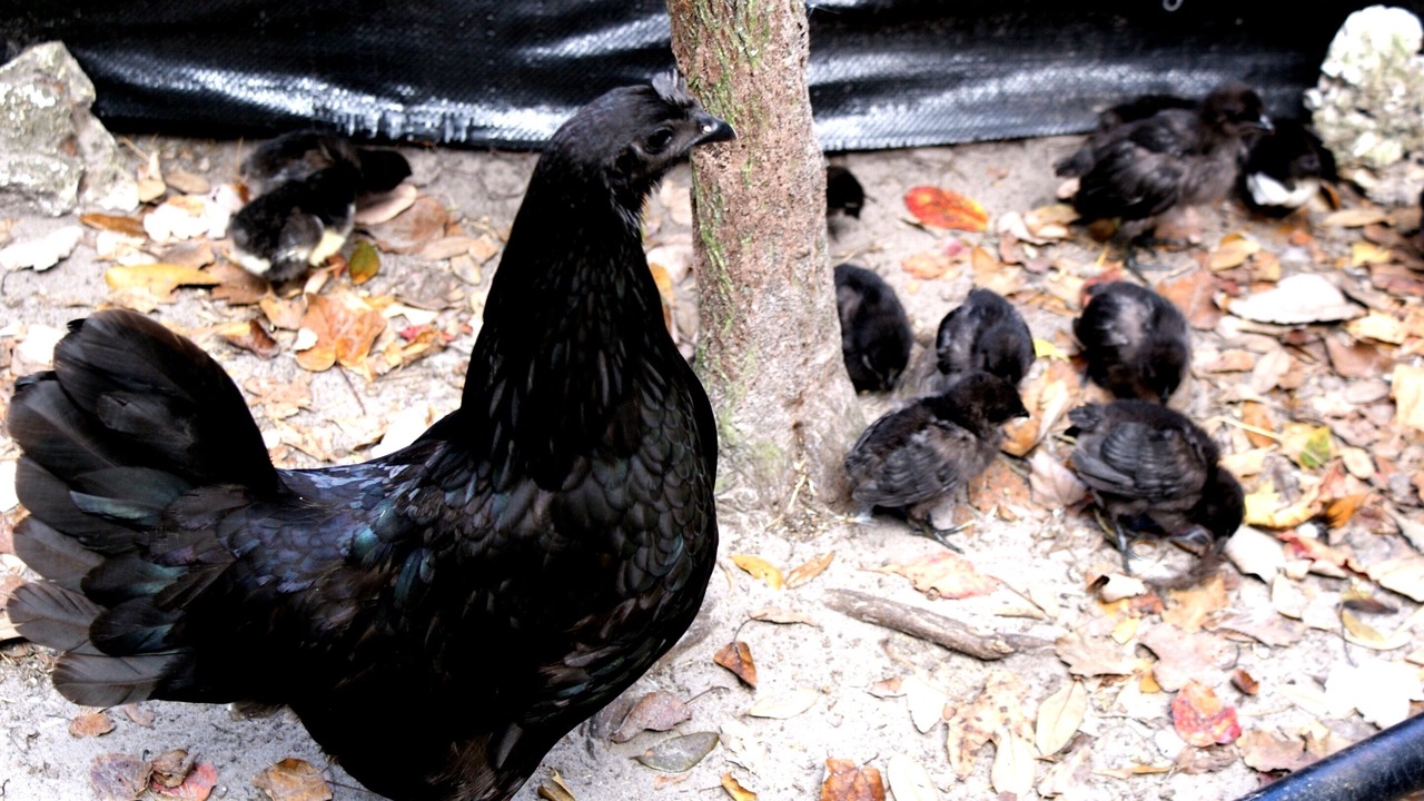 Photo of Others in Brooksville