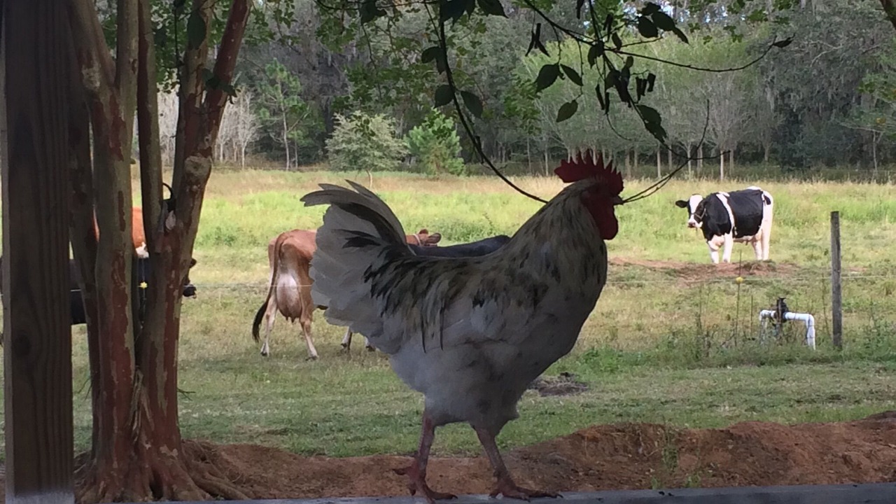 Photo of Outdoor in Brooksville