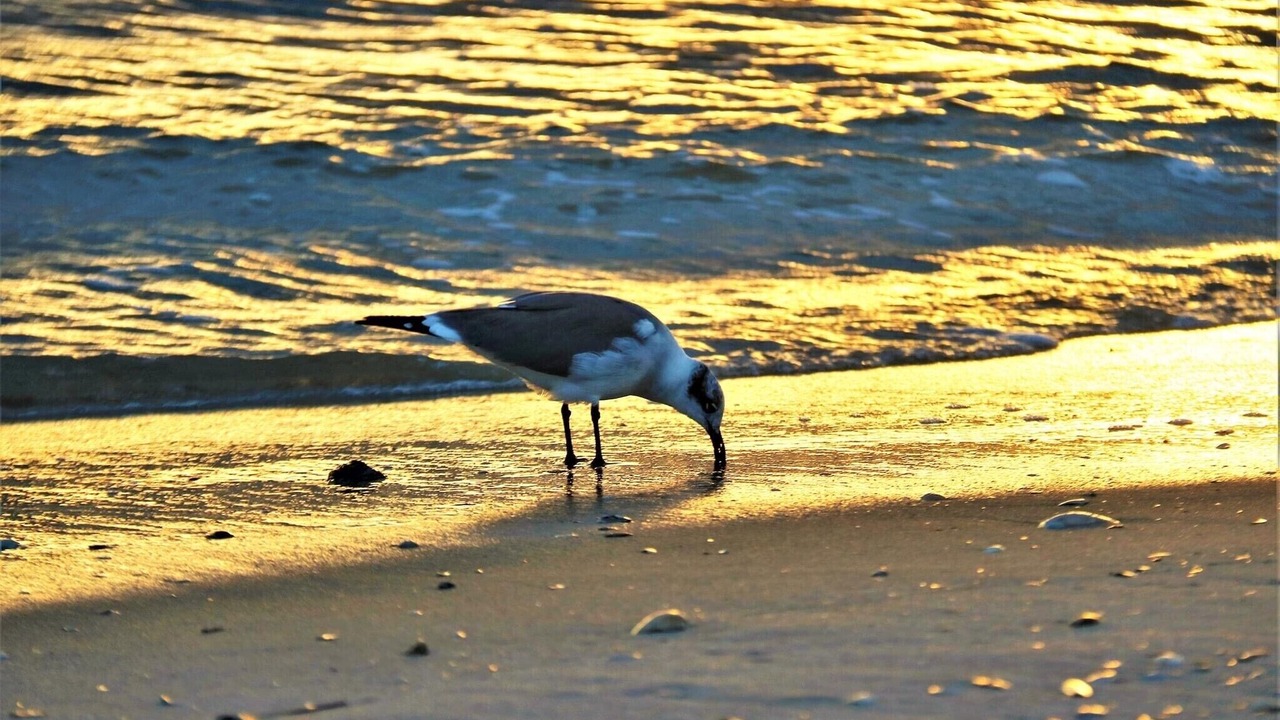 Photo of Others in Brigantine