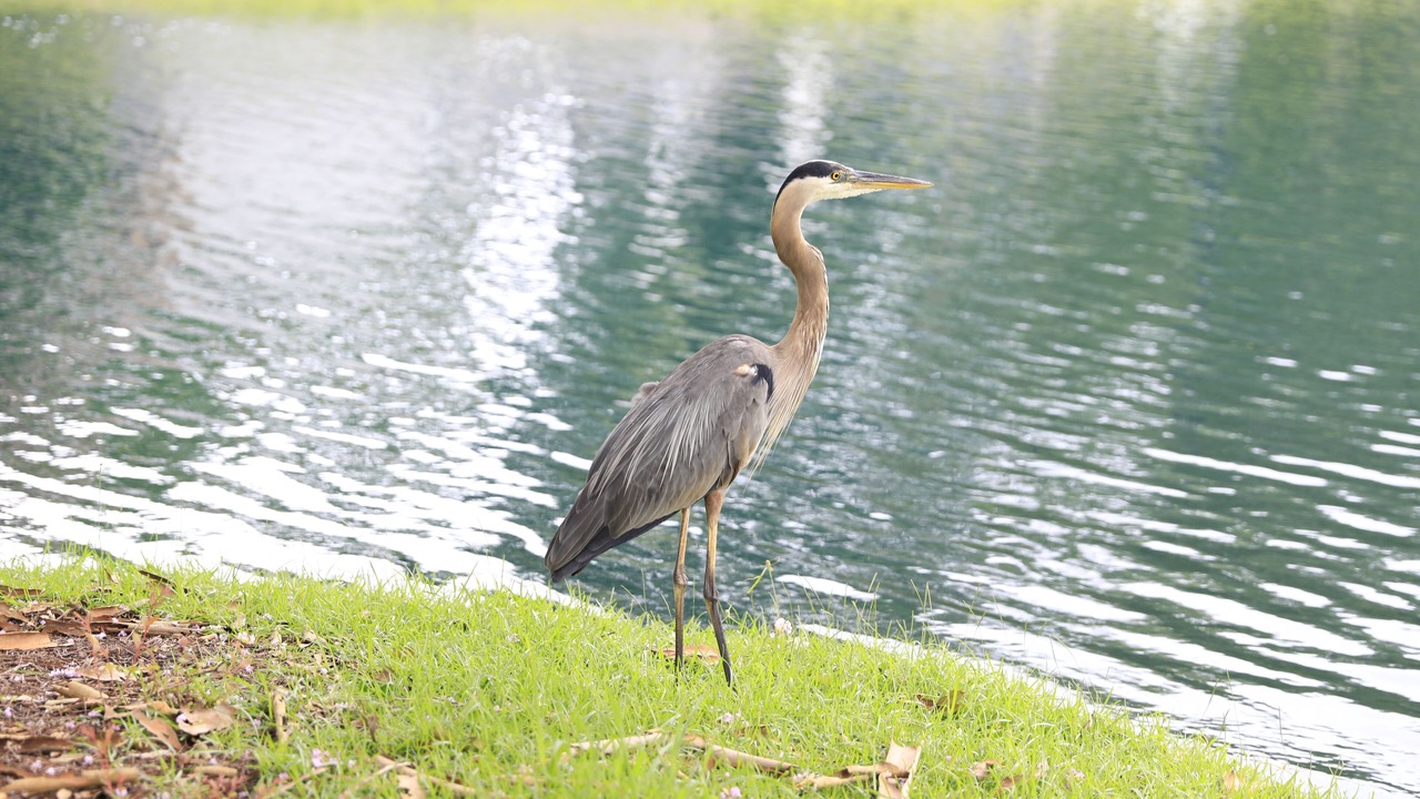 Photo of Others in Myrtle Beach