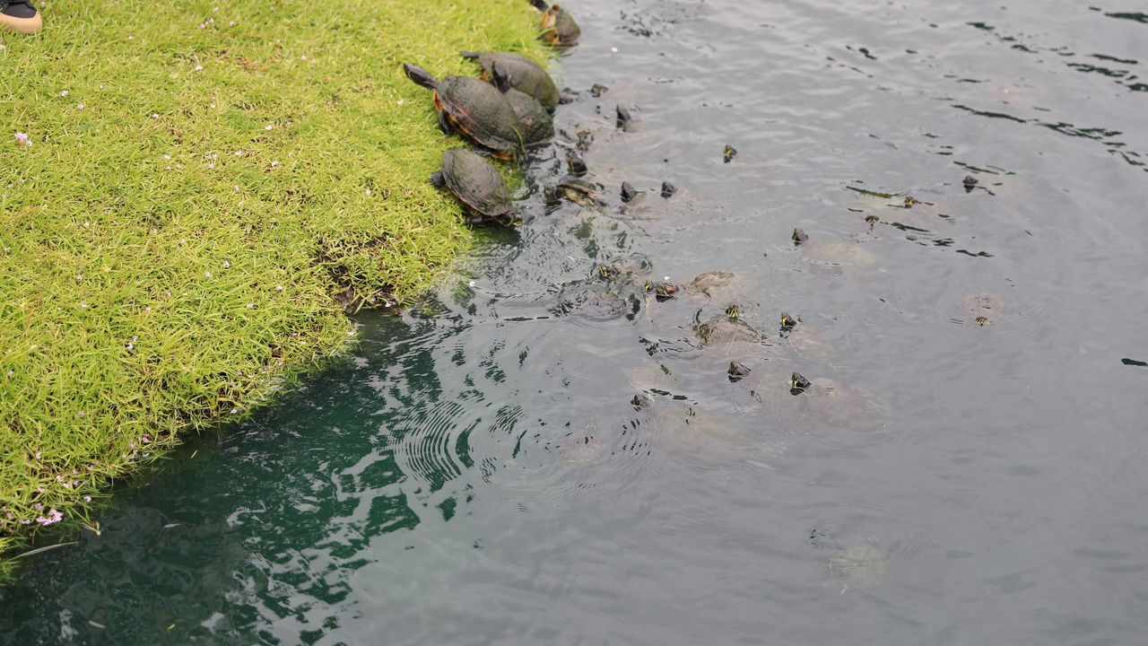 Photo of Others in Myrtle Beach