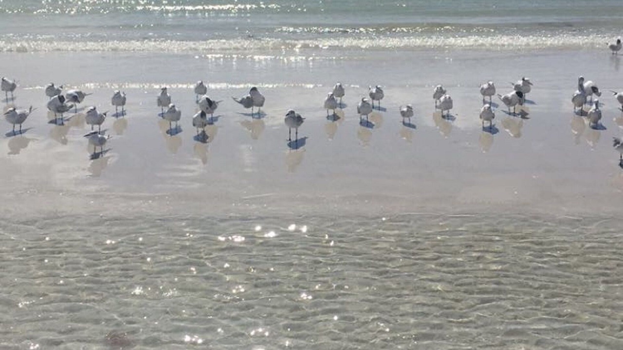 Photo of Others in Siesta Key