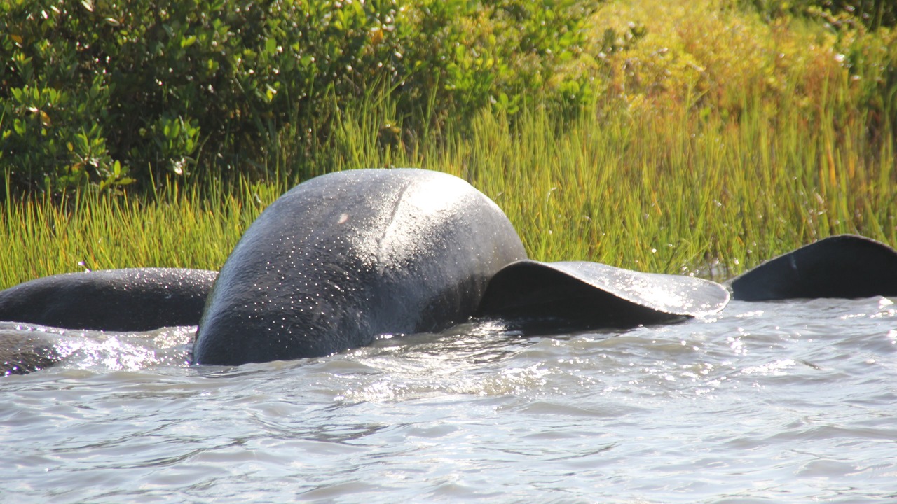 Photo of Others in New Smyrna Beach